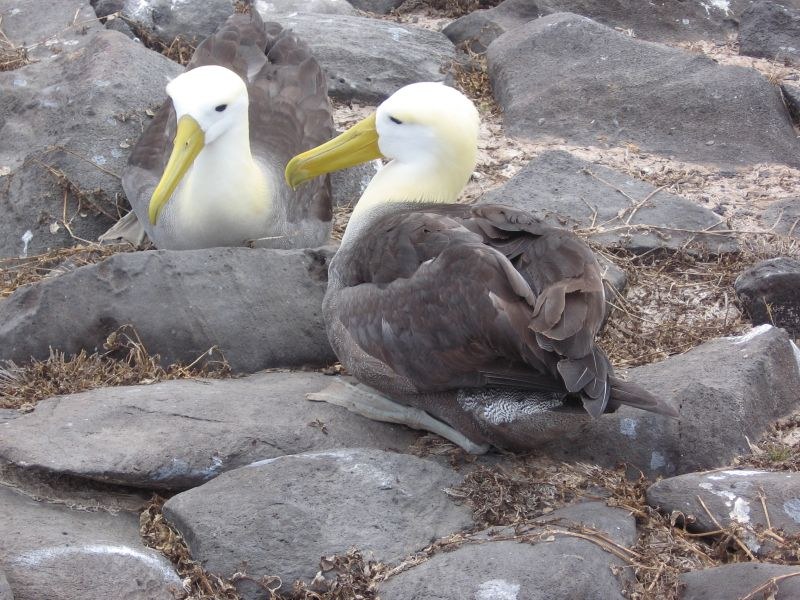 Albatross Waved bird birds